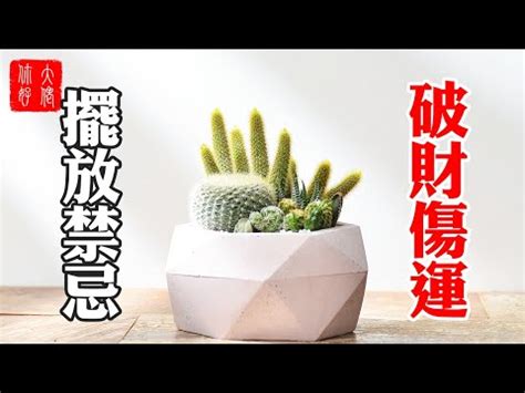 仙人掌辦公室|辦公室仙人掌擺放指南：破解防小人迷思，打造職場好運